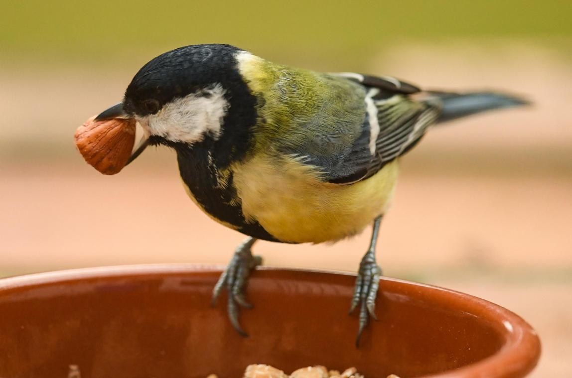 <p>Die Kohlmeise ist der Wintervogel, der am meisten in belgischen Gärten vertreten ist.</p>