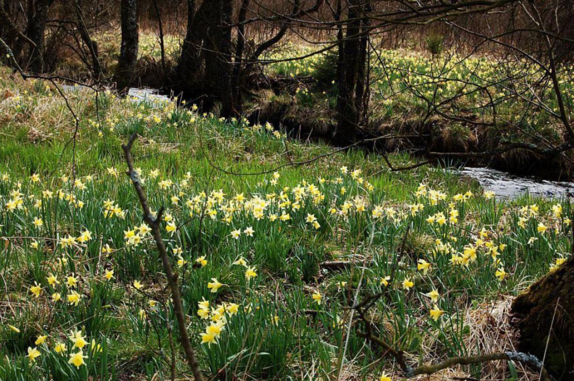 <p>Wilde Narzissen im Oleftal</p>