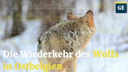 <p>Wolf reißt erneut Pony in der Provinz Limburg – trotz Elektrozaun</p>
