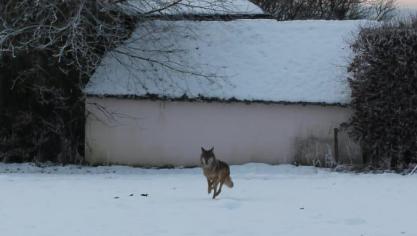 <p>Querfeldein war der Wolf in Hinderhausen im Schnee gut zu erkennen.</p>