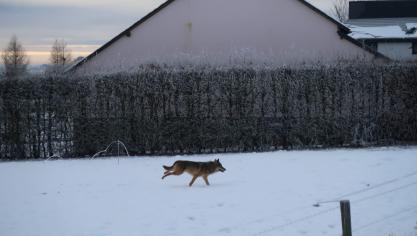 <p>[Video] Wolf wandert am helllichten Tag durch Hinderhausen</p>
