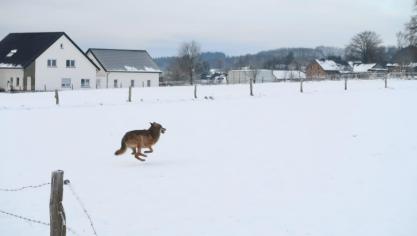 <p>[Video] Wolf wandert am helllichten Tag durch Hinderhausen</p>
