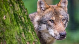 <p>Seit 2016 häufen sich die Wolfssichtungen in NRW.</p>