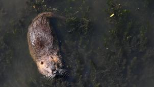 <p>Bisamratten werden vor allem im Grenzgebiet zu den Niederlanden wieder vermehrt gefangen.</p>