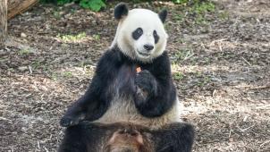 <p>Der Riesenpanda Tian Bao bleibt dem Tierpark Pairi Daiza noch etwas erhalten.</p>