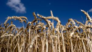 <p>Der Krieg in der Ukraine und das abrupte Ende der Getreideexporte vom Schwarzen Meer haben die Getreidepreise auf historische Höchstwerte getrieben. Ukraine und Russland sind bedeutende Exporteure auf dem internationalen Weizenmarkt.</p>