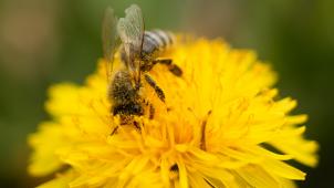 <p>Bestäuberinsekten sind durch Pestizide, die Zerstörung ihres Lebensraums oder den Klimawandel bedroht</p>