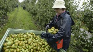 <p>Birnenernte im Hespengau</p>