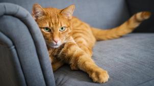 <p>Wer sich ein Haustier anschaffen möchte, muss ab dem 1. Juli eine Haltungsgenehmigung vorlegen.</p>