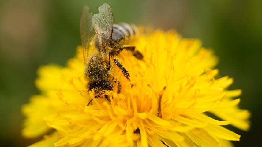 <p>Bestäuberinsekten sind durch Pestizide, die Zerstörung ihres Lebensraums oder den Klimawandel bedroht</p>