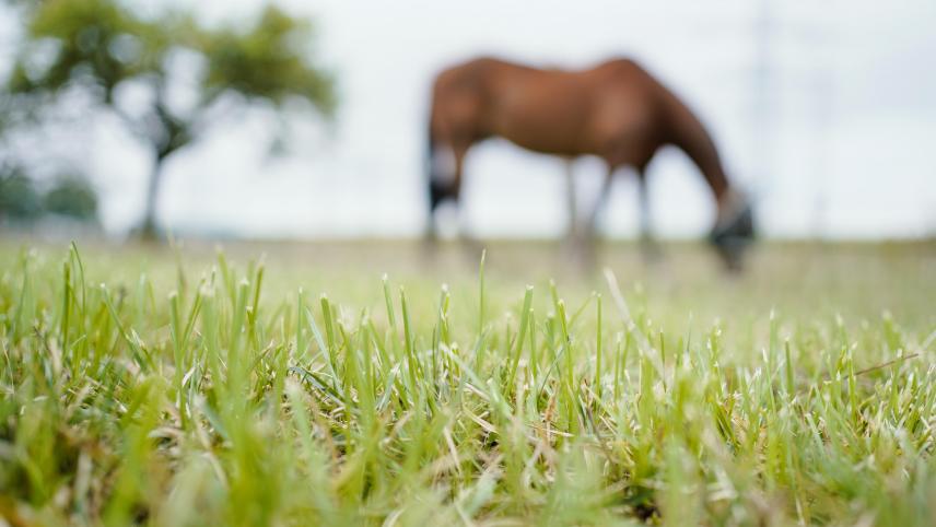 <p>Die Gemeinden Büllingen, Bütgenbach und Amel messen der GAIA-Umfrage über das Tierwohl keine große Bedeutung bei: „Wir tun alles, was in unserer Macht steht, um gegen nicht artgerechte Tierhaltung vorzugehen, fühlen uns aber oft von den wallonischen Behörden alleine gelassen“, sagt Büllingens Bürgermeister Friedhelm Wirtz.</p>