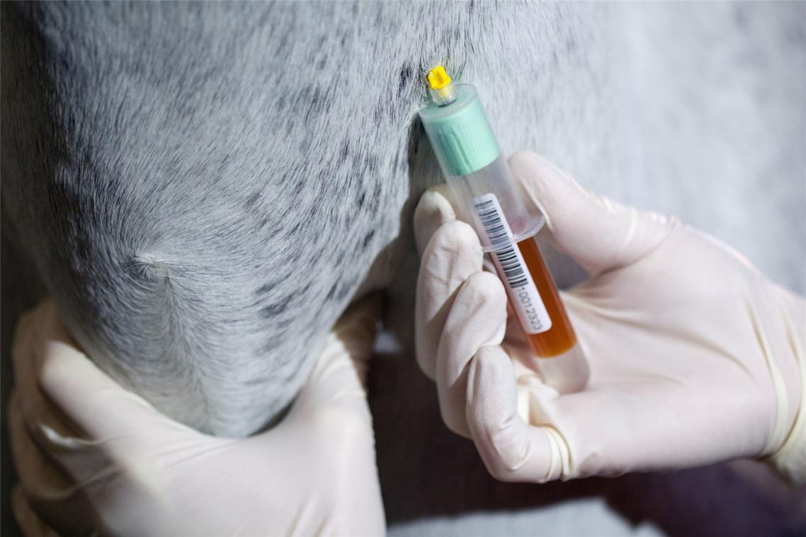 <p>Die Anklage gegen den  Tierheilpraktiker bezieht sich auch auf Blutanalysen von Pferden, die bei einem Labor in Auftrag gegeben wurden.<br />
            Illustrationsfoto: dpa</p>