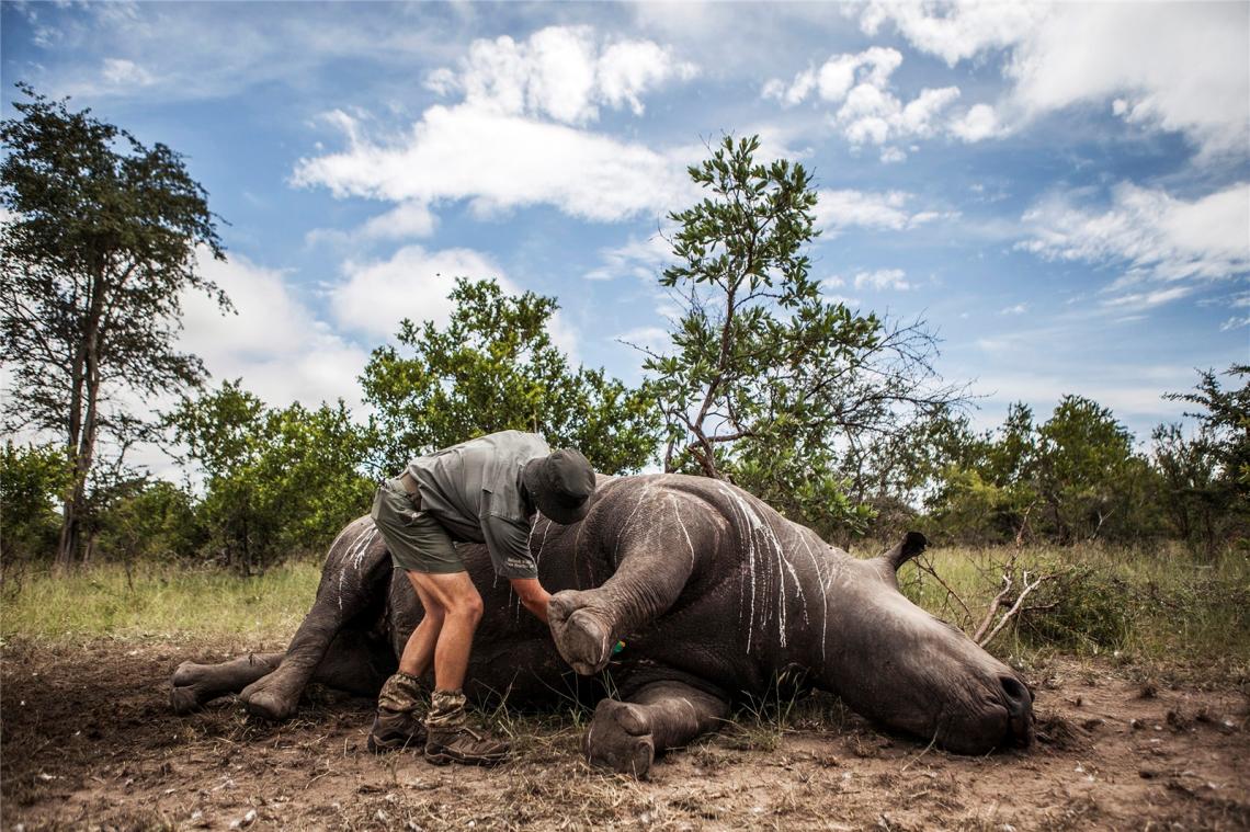 <p>Ein Wildhüter und Ermittler steht im Krüger-Nationalpark bei Skukuza neben einem von Wilderern getöteten Nashorn.</p>