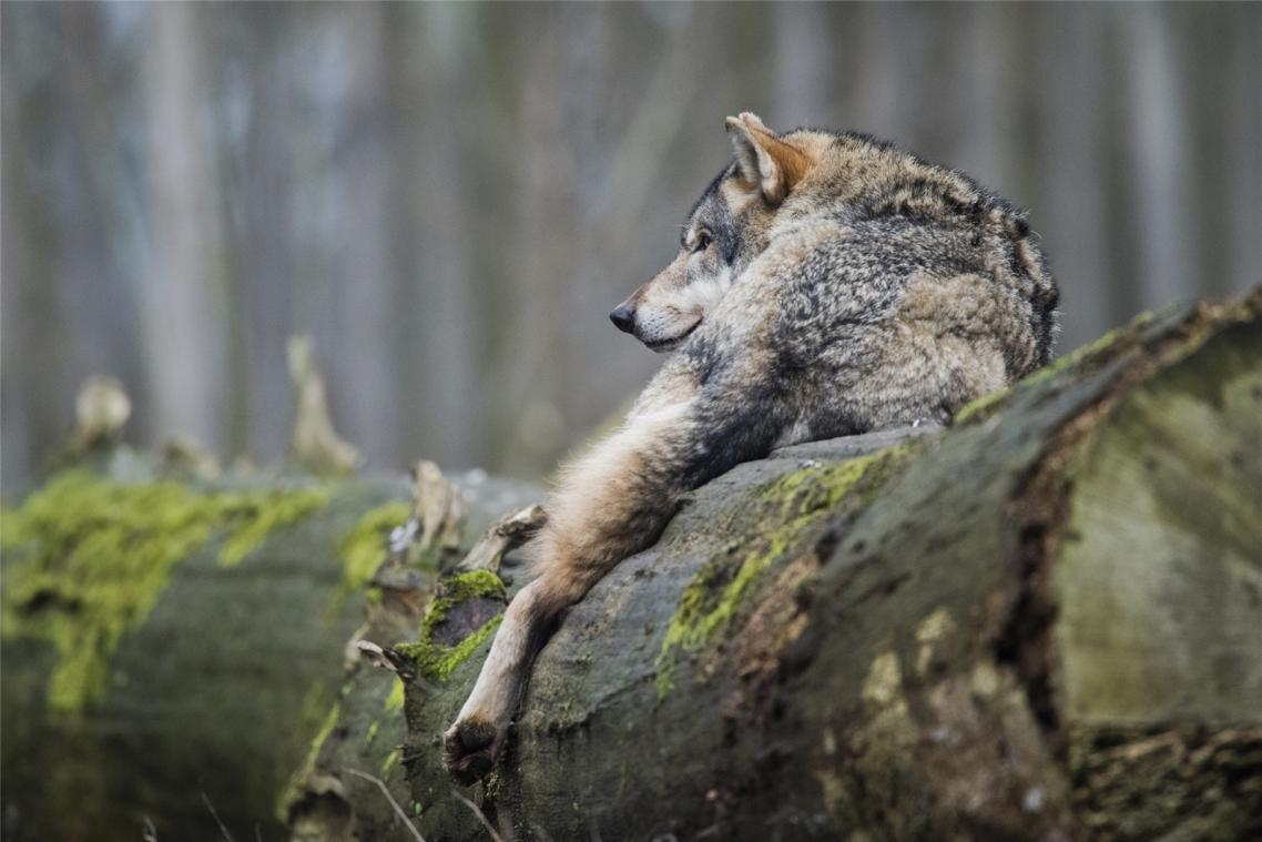 <p>Ob es sich bei dem von zwei Joggern nahe Bévercé gesichteten Tier tatsächlich um einen Wolf handelte, lässt sich leider nicht nachweisen.</p>
