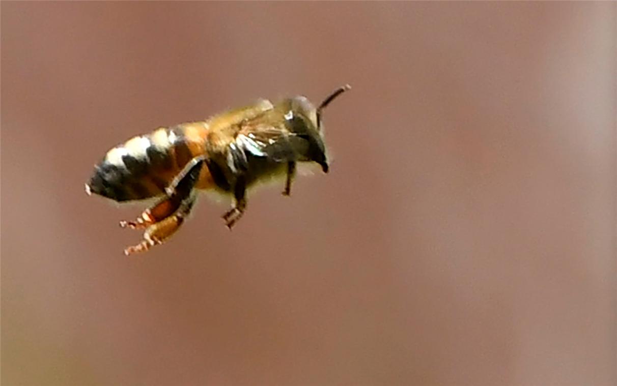 <p>Bestäuberinsekten wie die Bienen haben eine wichtige Funktion in der Natur.</p>
