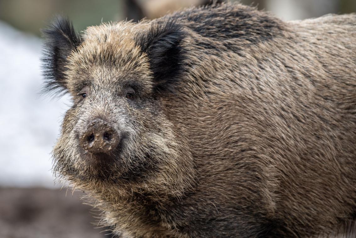 <p>Luxemburg hat Maßnahmen ergriffen, um sich gegen die Schweinepest zu schützen.</p>