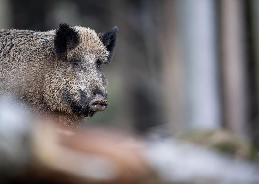 <p>Nachdem vor rund sechs Monaten bei mehreren Wildschweinen die afrikanische Schweinepest festgestellt worden war, sollen die betroffenen Wälder in der Provinz Luxemburg bald wieder für die Öffentlichkeit freigegeben werden. │Bild: dpa</p>