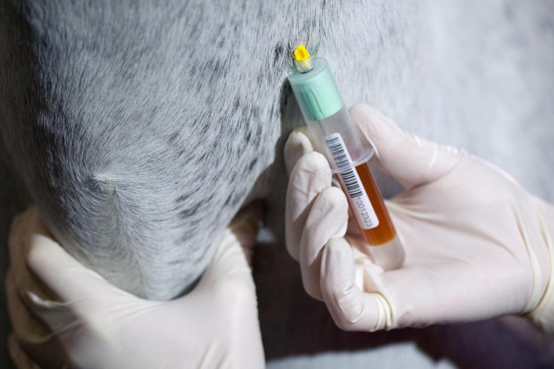 <p>Die Anklage gegen den Tierheilpraktiker bezogen sich auch auf Blutanalysen von Pferden, die bei einem Labor in Auftrag gegeben wurden.</p>