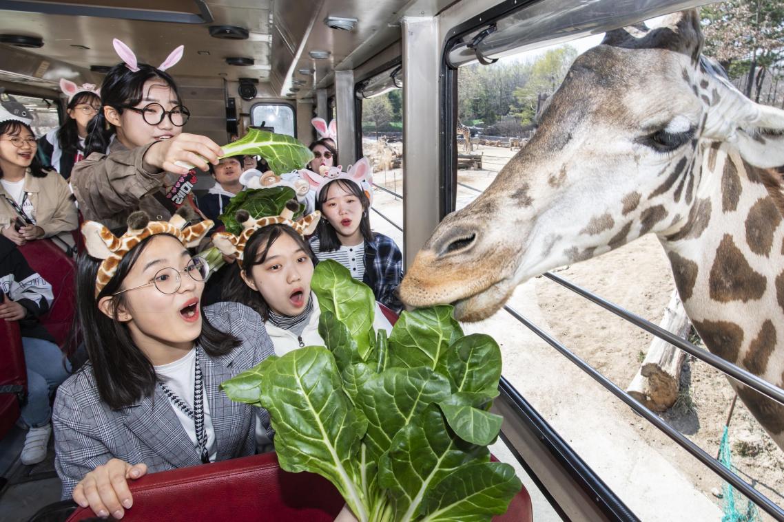 <p>Hier sieht man Besucher, die eine Giraffe im Freizeitpark Everland Resort füttern. Der Freizeitpark öffnete die Lost Valley Wild Road, die es Besuchern ermöglicht, den Tieren näherzukommen.</p>