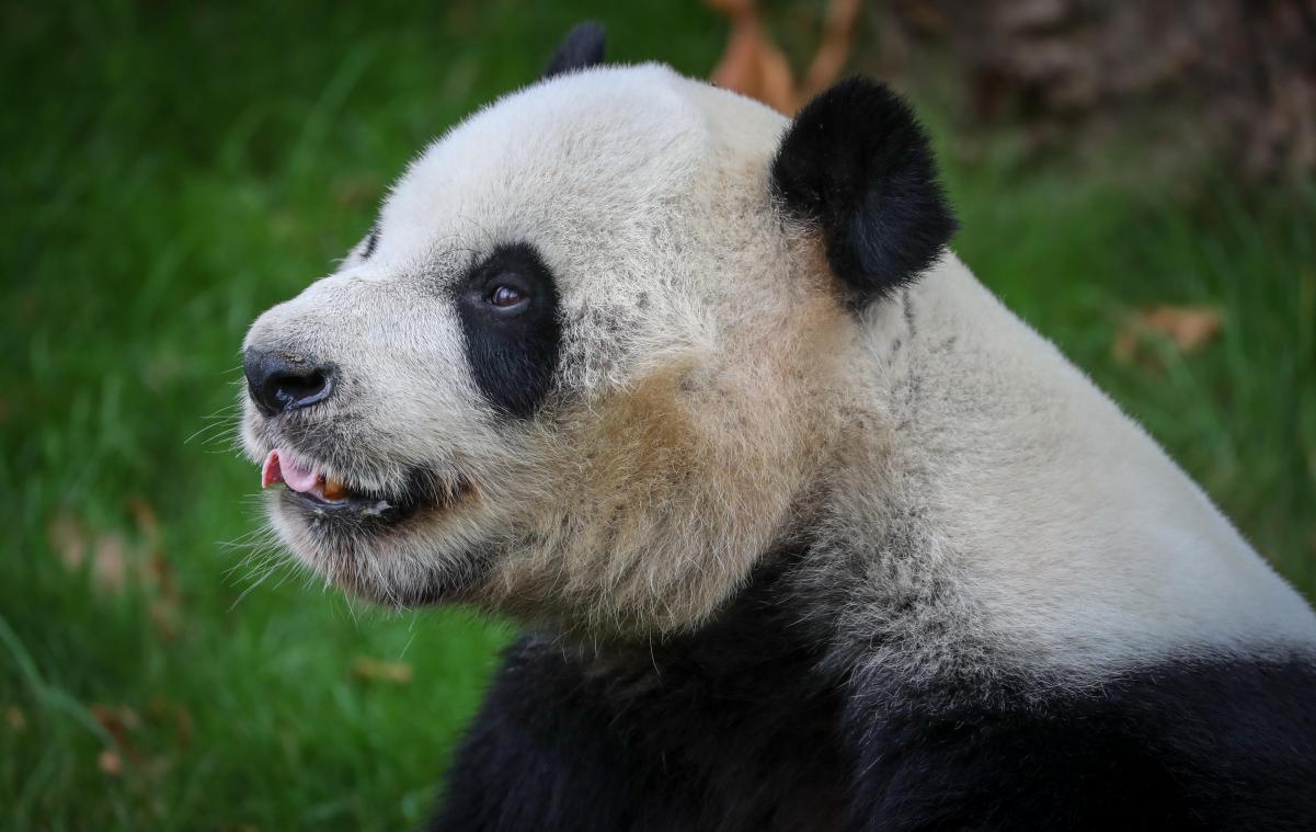 <p>Hao Hao trägt im August vielleicht Panda-Nachwuchs aus.</p>