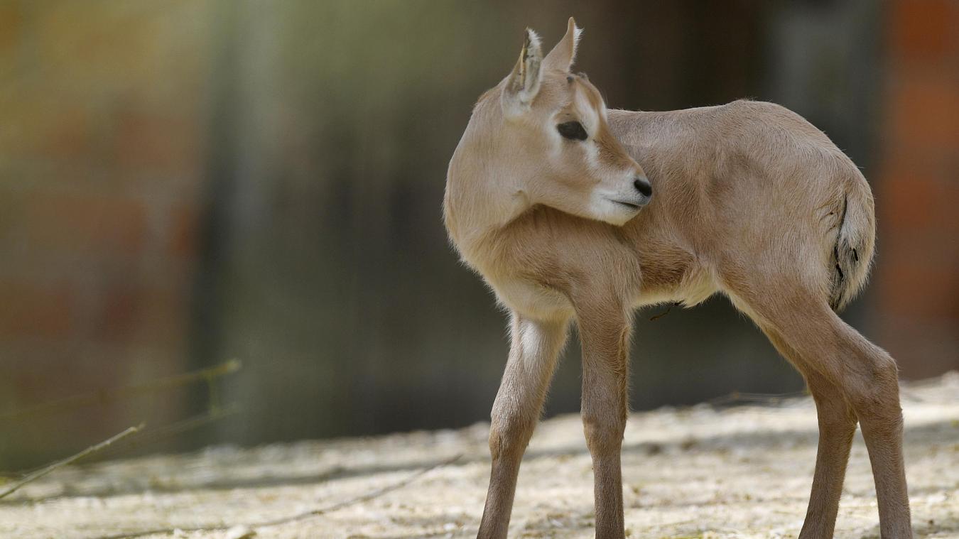 <p>Diese Oryx-Antilope wurde Anfang April in einem Zoo geboren.</p>