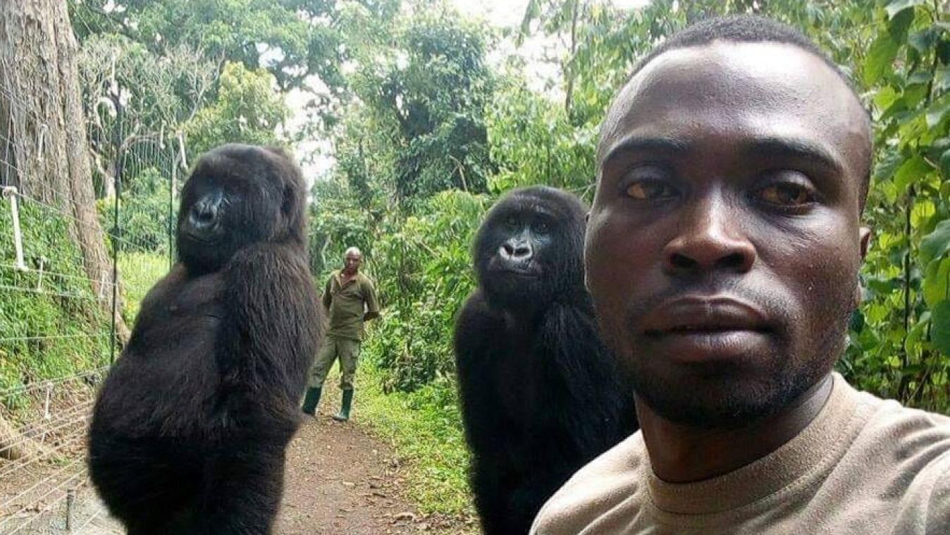 <p>Tierisches Selfie aus dem Kongo: Dieses Gorilla-Foto geht um die Welt</p>
