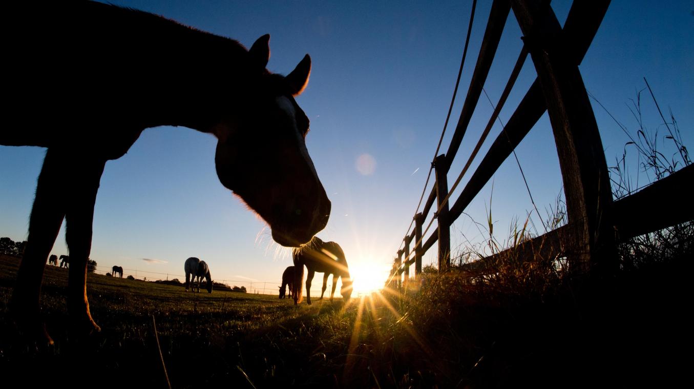 <p>37.328 Pferde sind in der Provinz Limburg registriert.</p>