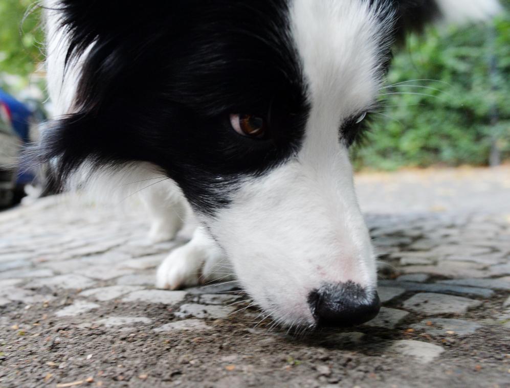 <p>Eupen: Hund isst vermeintlich vergiftetes Leberwurstbrot</p>
