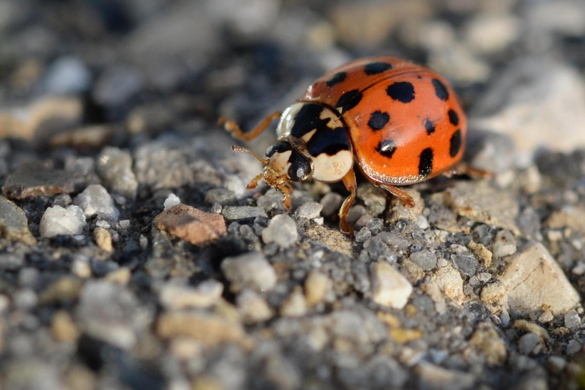 <p>Dies ist ein asiatischer Marienkäfer. Er gehört zu den Insekten, auf die man bei der Nabu-Zählaktion achten soll.</p>