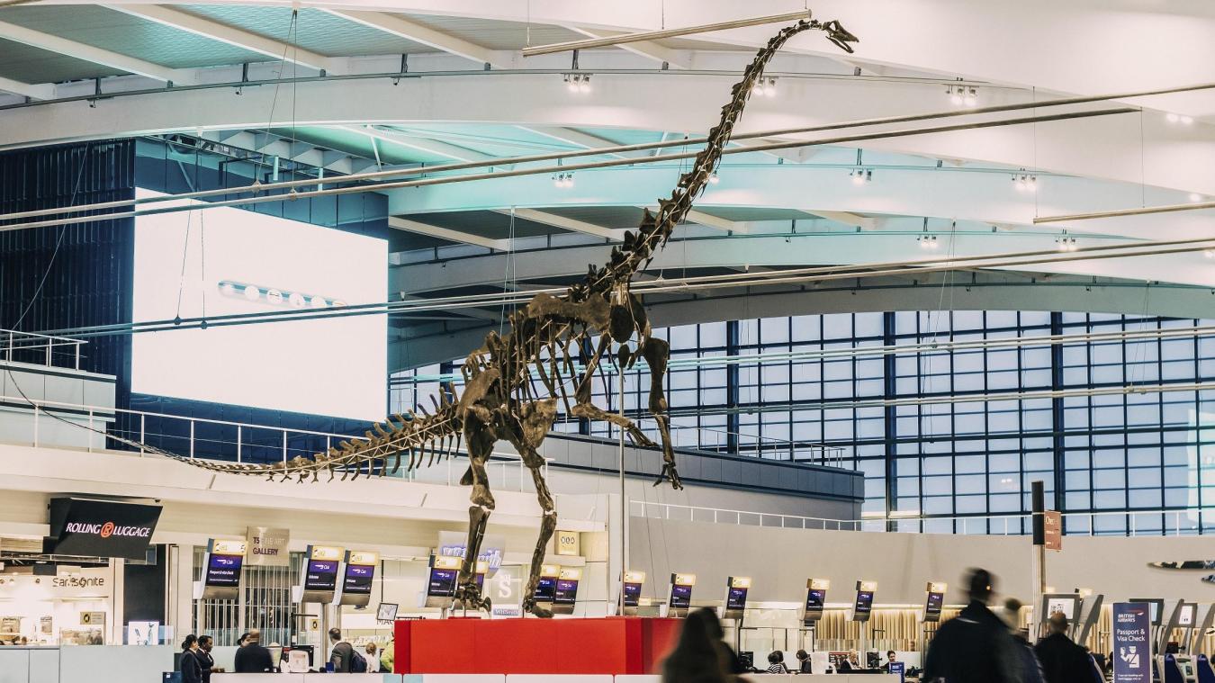 <p>Der etwa 155 Millionen Jahre alte Langhalssaurier, ein enger Verwandter der Gattung Diplodocus, wird jetzt in Paris versteigert. Es wird geschätzt, dass das knapp 13 Meter lange und zu 90 Prozent komplette Skelett für einen Millionenbetrag unter den Hammer kommt.</p>