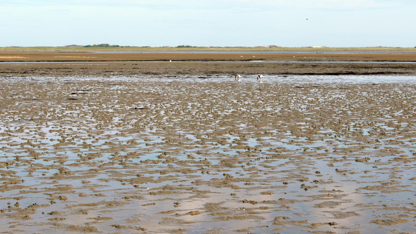 <p>Im Wattenmeer leben etwa 10.000 verschiedene Pflanzenarten und Tierarten</p>
