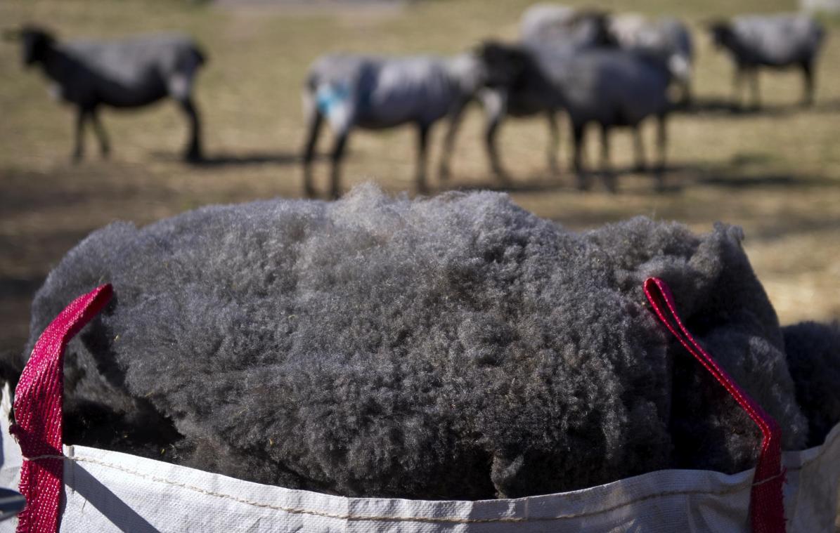 <p>Ziel der Aktion ist es, den Züchtern einen besseren Kilopreis für ihre Wolle zu bieten.</p>
