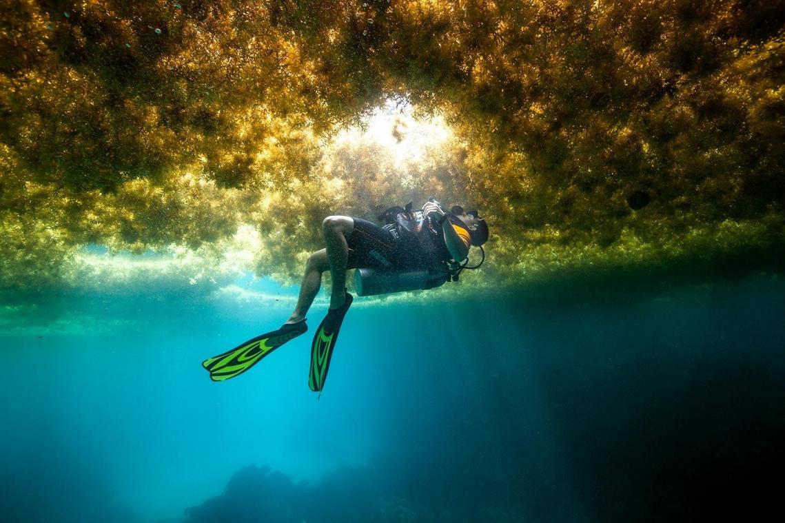 <p>Ein Taucher schwimmt in einer Schicht von Algen. Unmengen brauner Algen vermiesen derzeit vielen Karibiktouristen den perfekten Strandurlaub.</p>