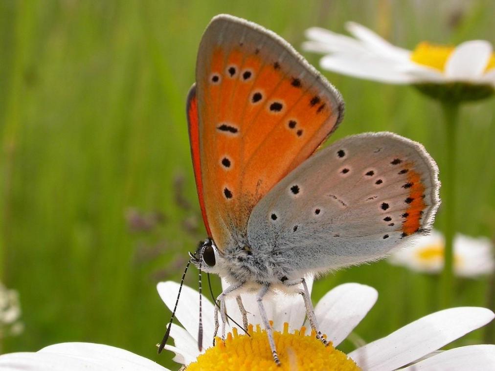 <p>Aufruf: Schmetterlinge in den ostbelgischen Gärten zählen</p>
