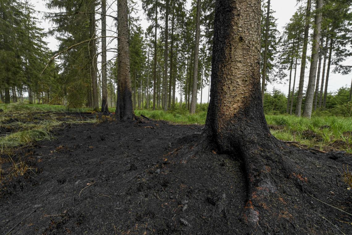 <p>30.000 Euro Schaden nach Waldbrand am Rande des Venns</p>
