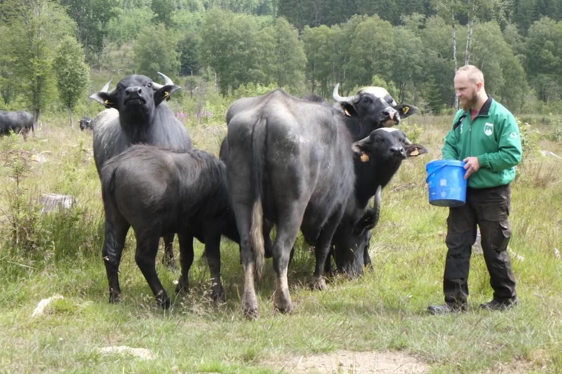 <p>Am 27. Juli erfahrt Tom Löfgen aus Honsfeld auf der Landwirtschaftsmesse in Libramont, ob seine Büffelwiese in Buchholz zur schönsten auf dem Gebiet der Wallonischen Region prämiert wird.</p>