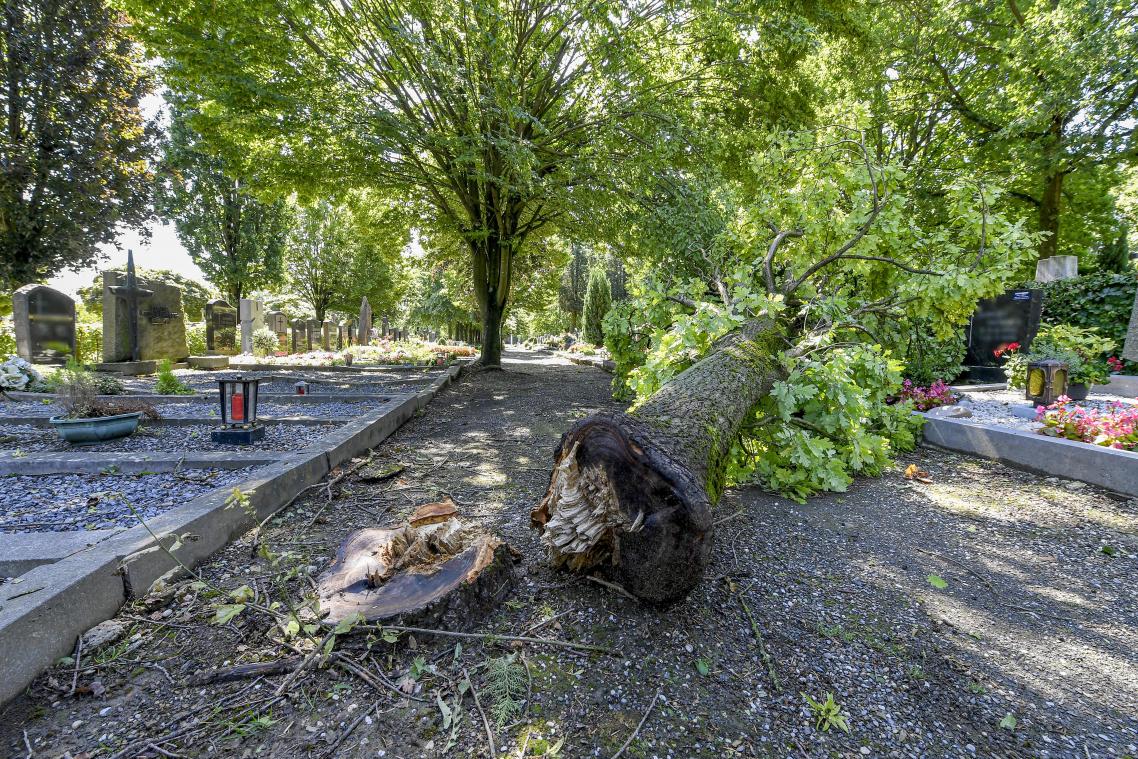 <p>Einer der entwurzelten Bäume, die derzeit den Durchgang auf dem Eupener Friedhof versperren.</p>
