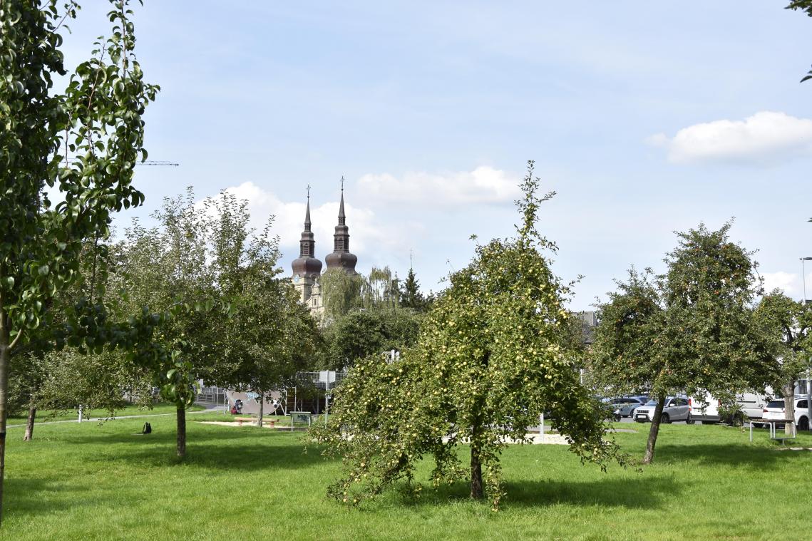 <p>Obstbäume im Eupener Josephine-Koch-Park</p>