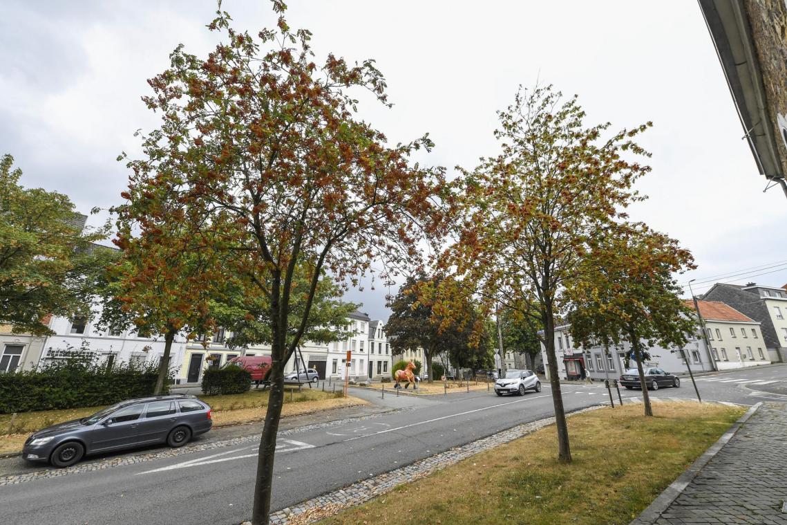 <p>Mitmachaktion für gesunde Stadtbäume in Eupen</p>
