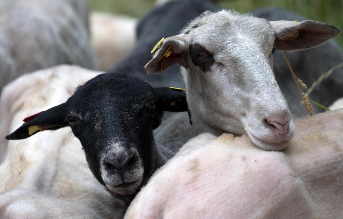 <p>In der Wallonie dürfen Tiere ab dem 1. September nicht mehr ohne vorherige Betäubung geschlachtet werden.</p>