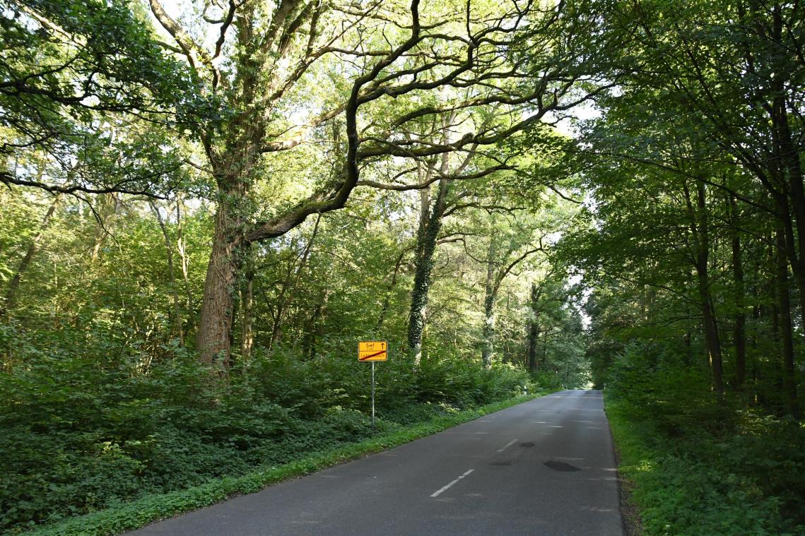 <p>Die Gemeinde Raeren will ihren 56 Hektar großen Wald auf deutschem Gebiet verkaufen.</p>