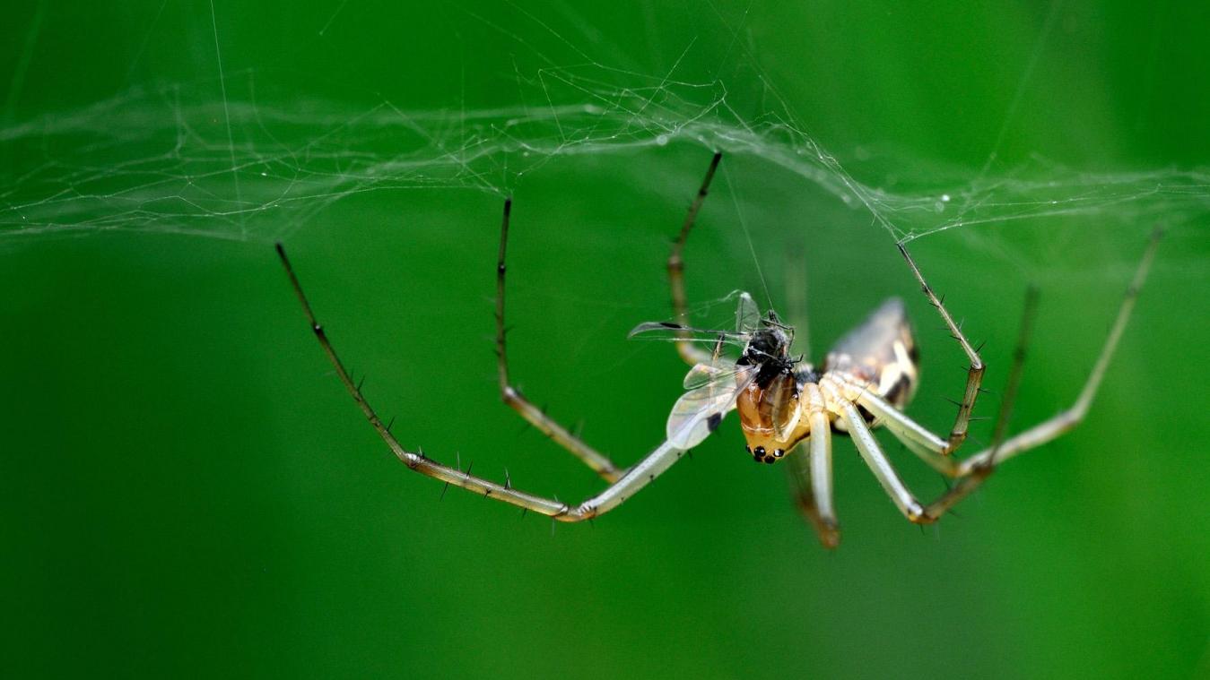 <p>Mit ihren acht behaarten Beinen und den vielen Augen sind Spinnen nicht gerade die Lieblingstiere der meisten Belgier.</p>