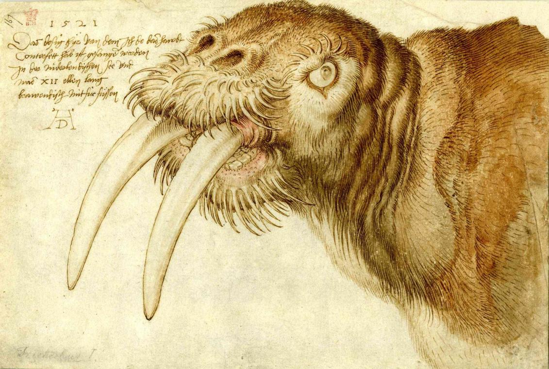 <p>Albrecht Dürer: Kopf eines Walrosses (1521)</p>