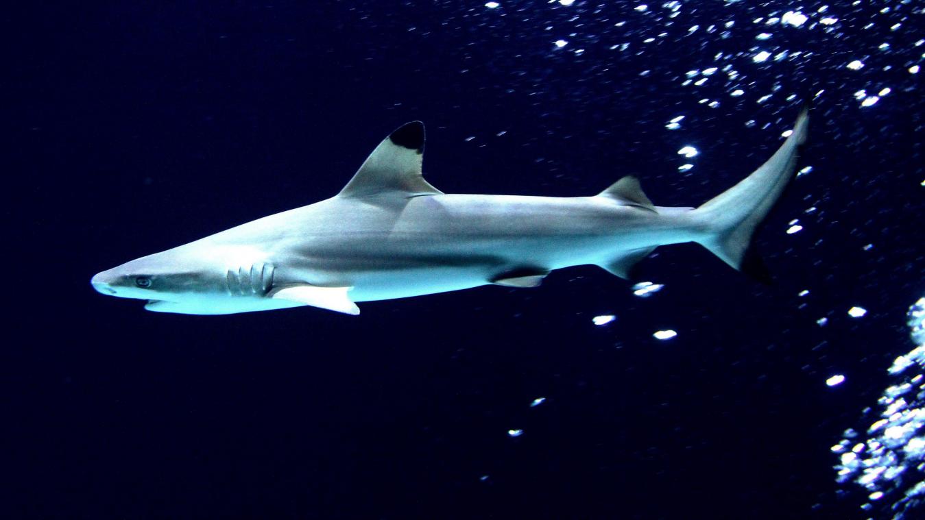 <p>Außergewöhnliches im Antwerpener Zoo: Hai frisst Hai</p>
