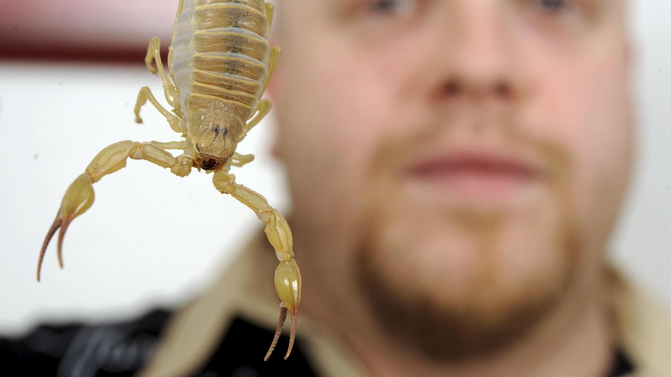 <p>Der Skorpion im Bild ist ein Exemplar der Gattung „Androctonus australis“ – ein solches giftiges Tier bestellte auch ein Schüler im Netz.</p>