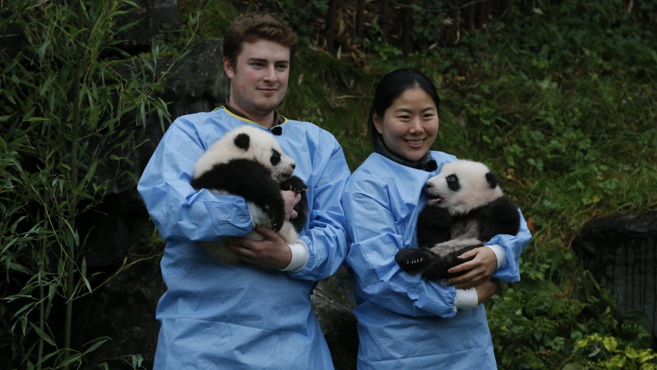 <p>Mussten am Donnerstag für die Presse posieren: die Panda-Zwillinge Bao Di und Bao Mei.</p>