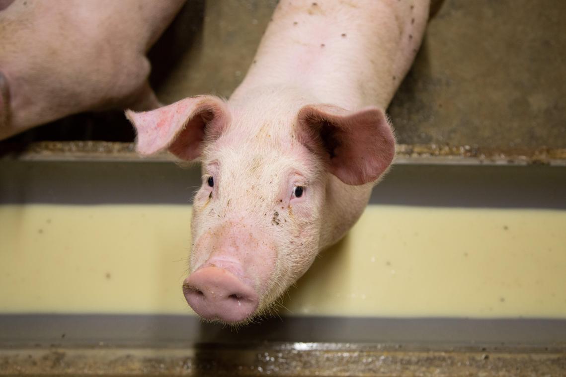 <p>Vor allem in Flandern hoffen die Schweinefleischhersteller auf ein Ende des chinesischen Einfuhrverbotes.</p>
