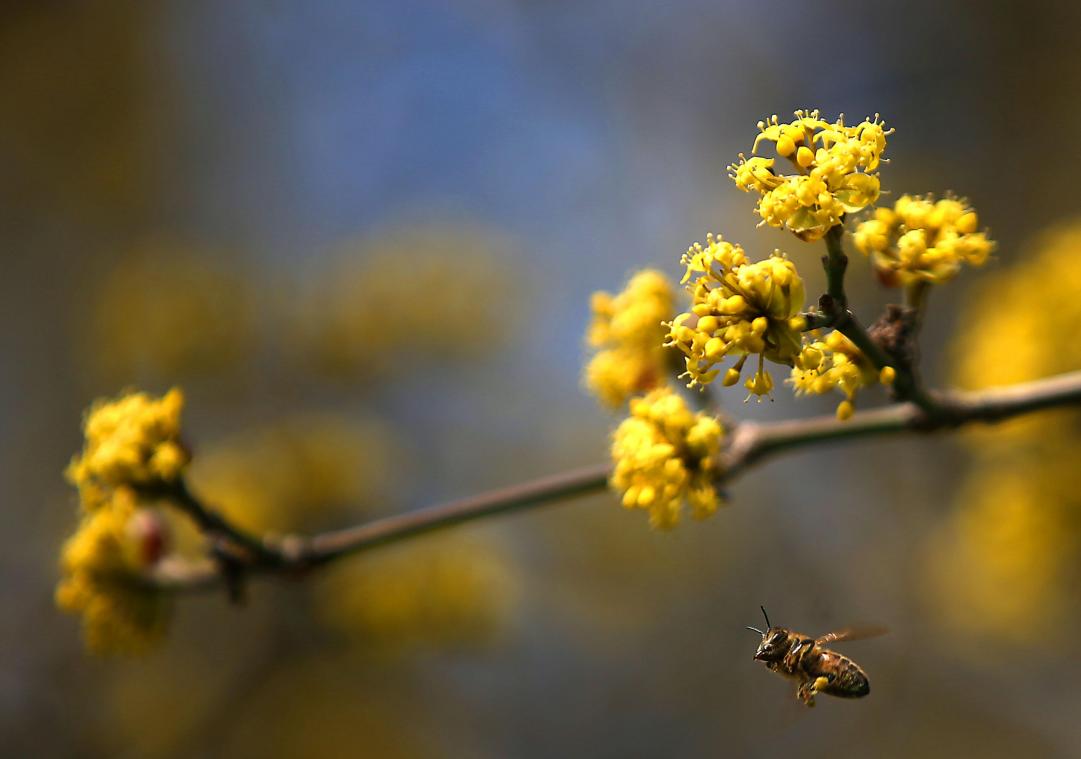<p>Verteilt werden in Kettenis diverse Sträucher und Bäume – darunter auch die Kornelkirsche, die im Frühjahr gerne von Bienen angeflogen wird.</p>