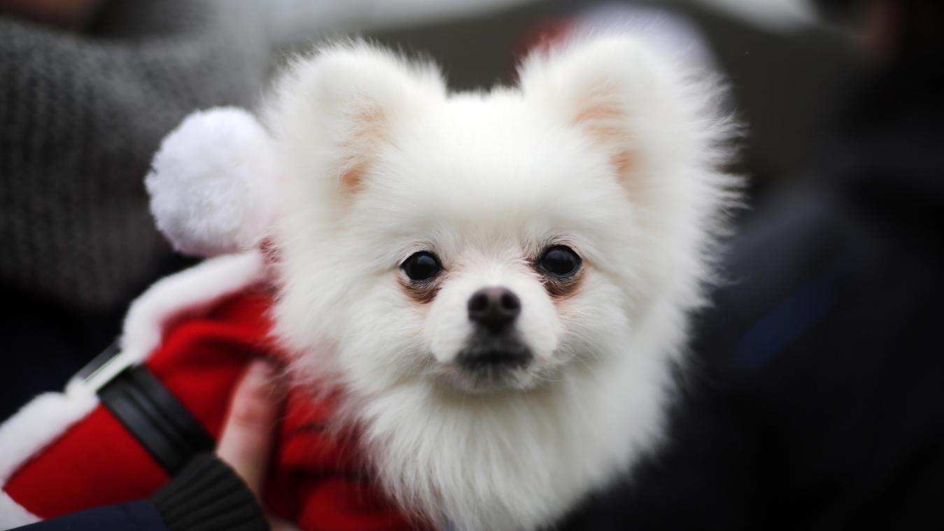 <p>Auch wenn es putzig aussieht, dass der kleine Hund zum Weihnachtsmann umdekoriert wurde. Der Vierbeiner hat keine Freude auf dem Weihnachtsmarkt: Es ist laut, er sieht nur Füße und könnte in Scherben treten.</p>