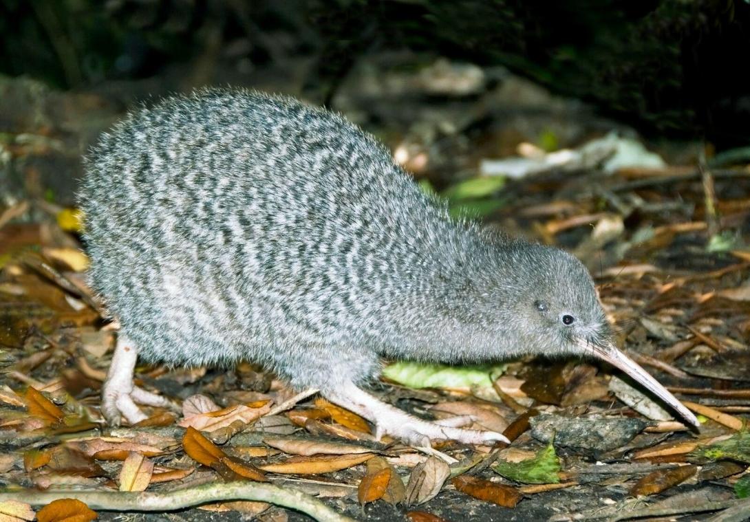 <p>Ein Haastkiwi, den Nationalvogel Neuseelands. Auf ihren Kiwi sind die Neuseeländer mächtig stolz.</p>